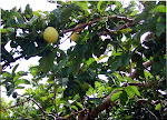 Árvores Frutíferas