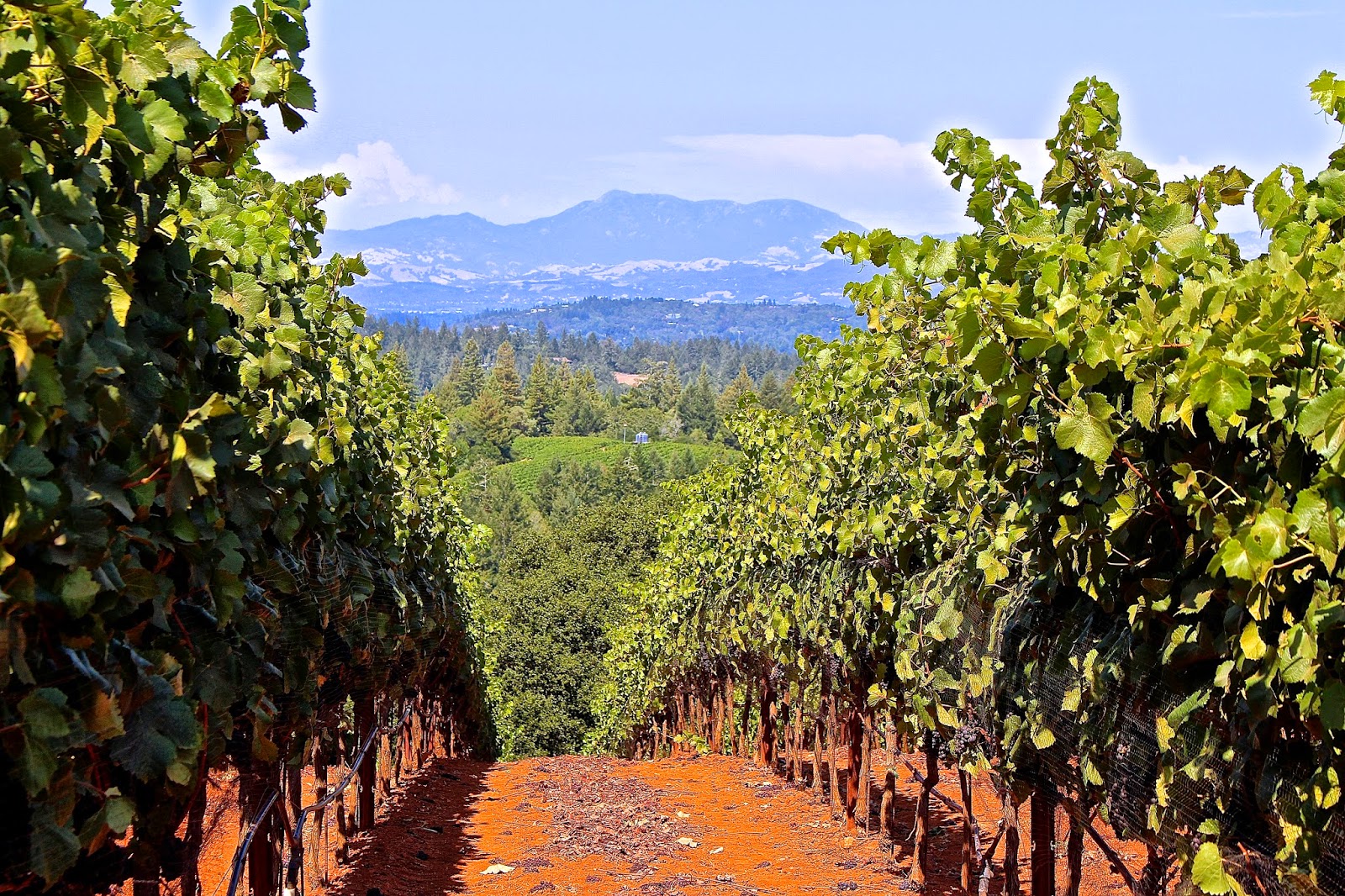 The Wellesley Wine Press Visiting CIRQ Estate's Treehouse Vineyard