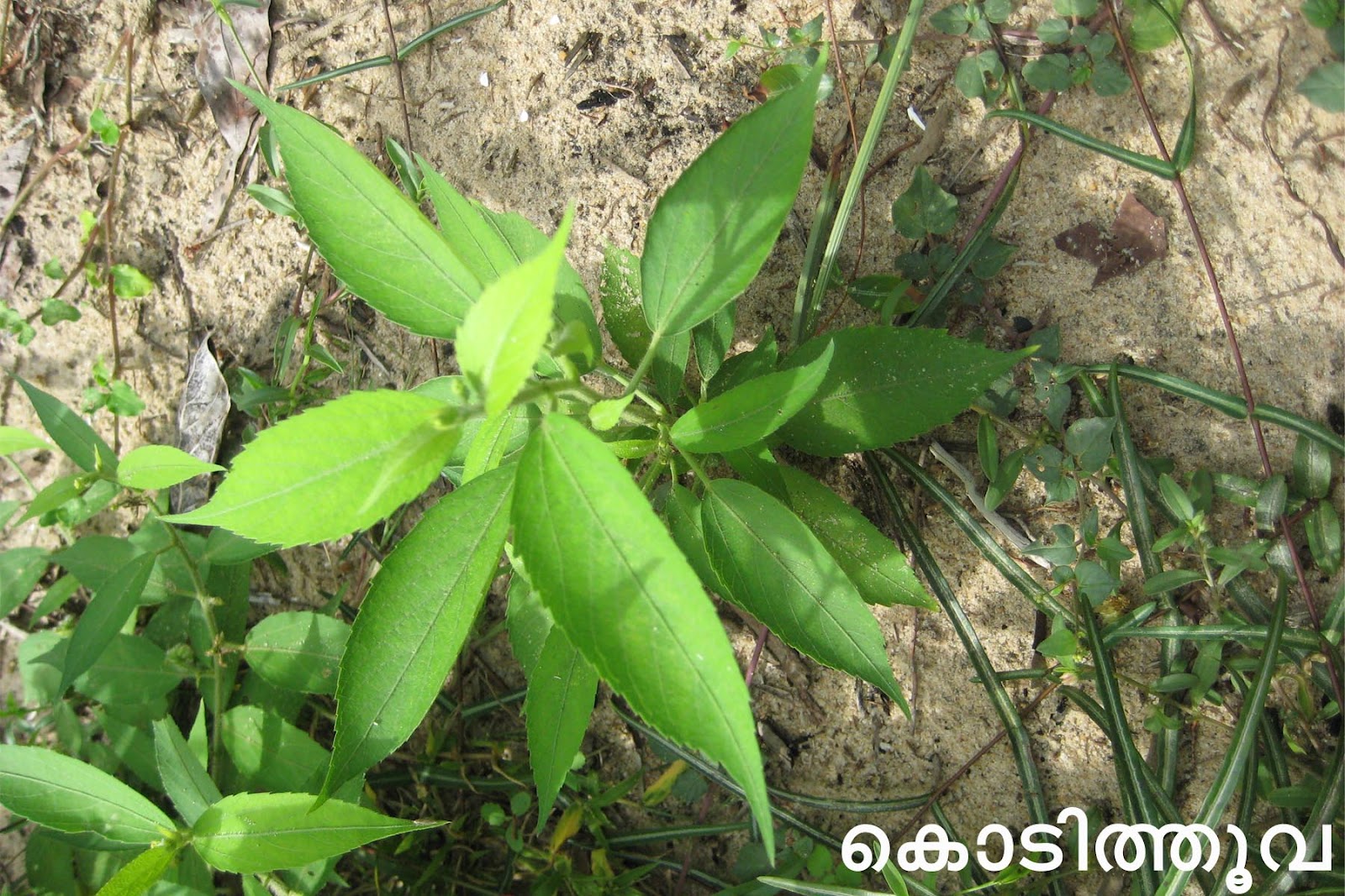 Ayurvedic Medicinal Plants in Kerala