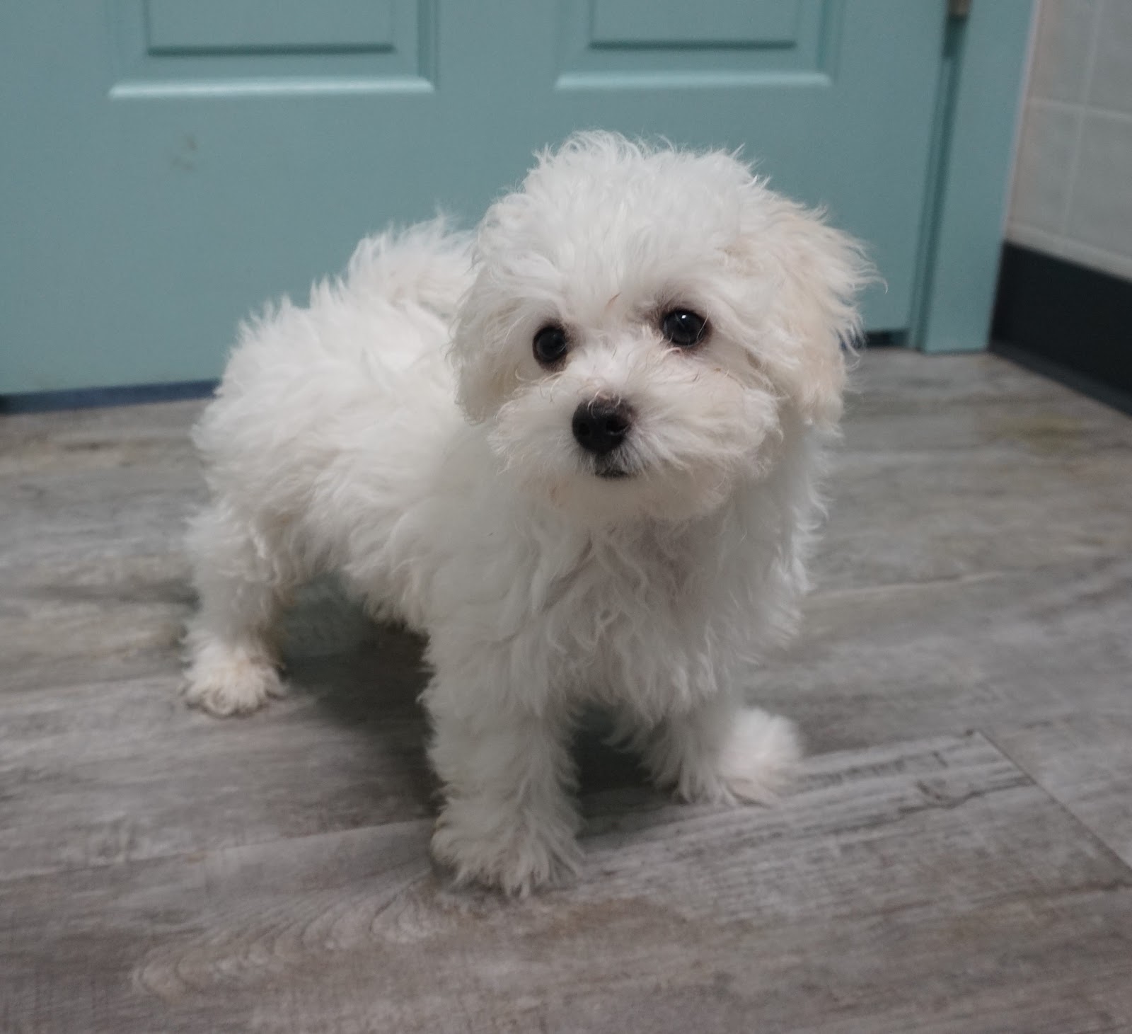 B & C Kennels Maltese & Maltipoo