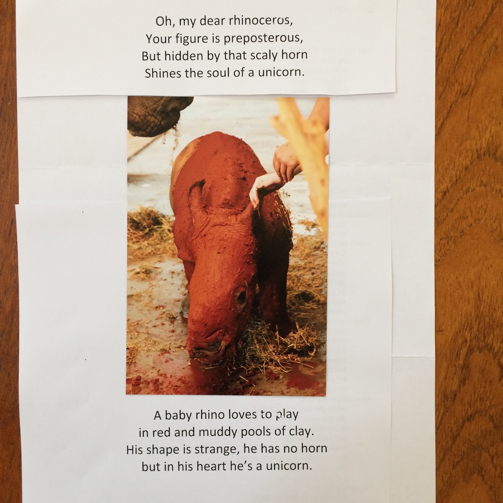 author journal Rhinoceros poems and strange things writers do