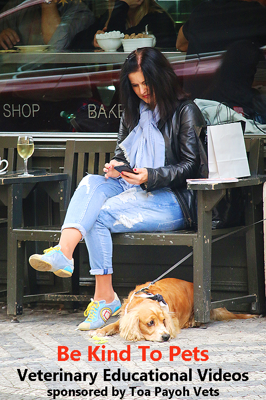 Veterinary, Photography and Travel Stories for vet students and pet