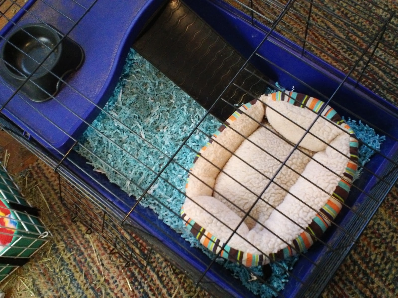 Cavy Savvy A Guinea Pig Blog Product Review Vitakraft EcoBedding