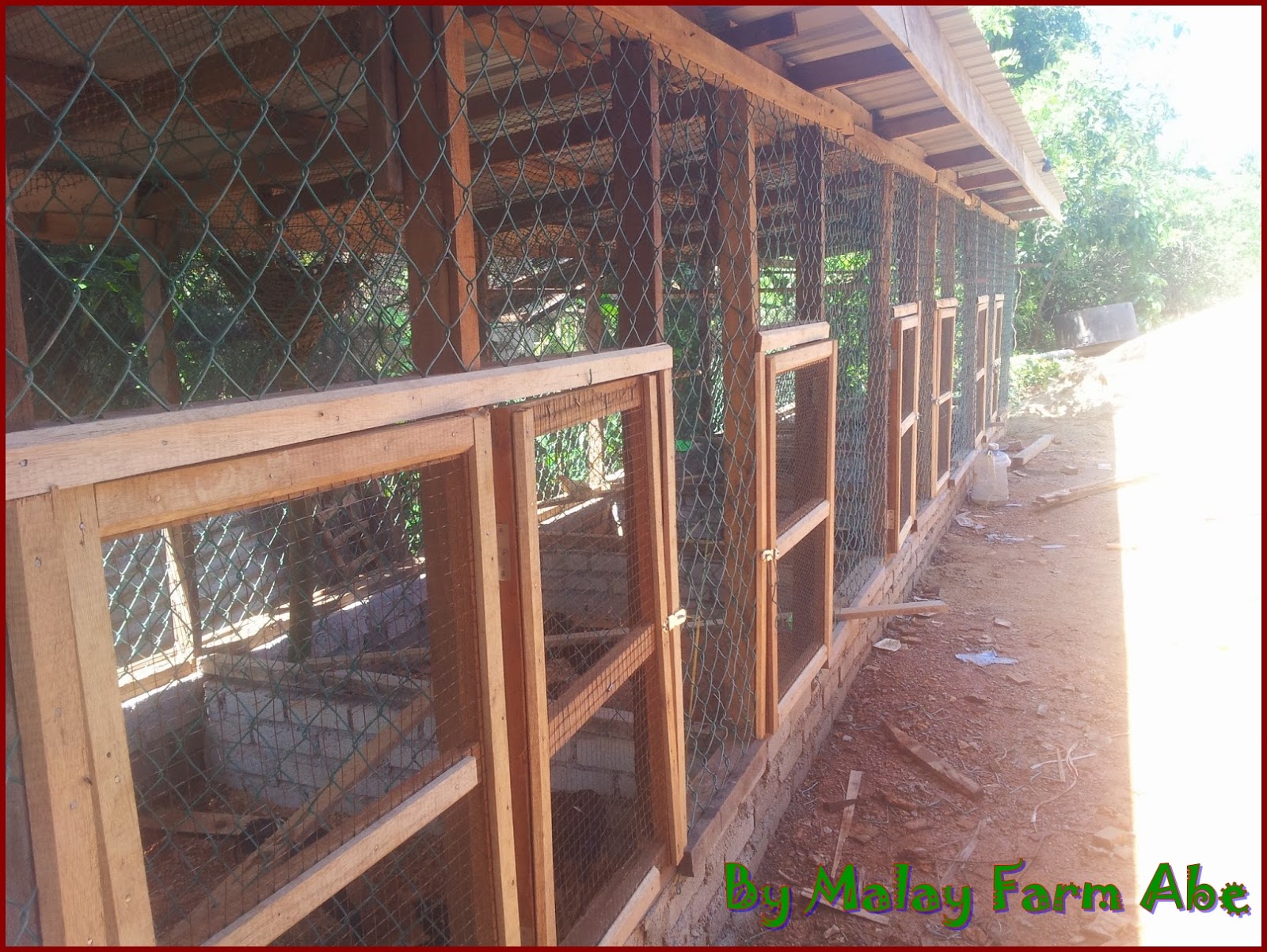 Cara Membuat Kandang Indukan Untuk Beternak Ayam Bangkok