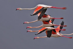 greater flamingo flamingos fly migration flamingoes formation neck race flight parched earth early adults really