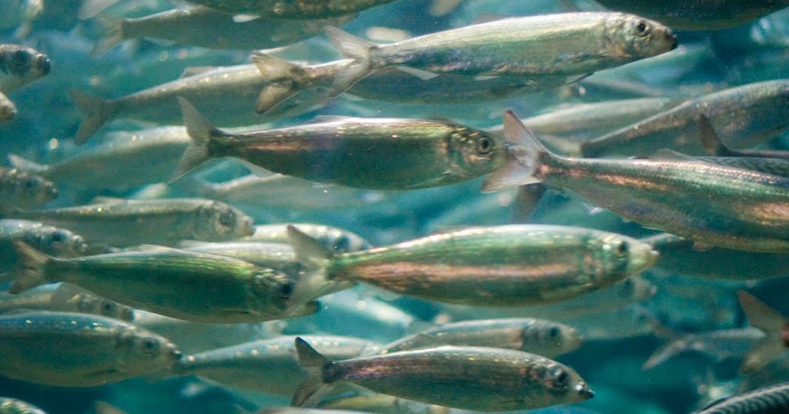 Mystery Lovers' Kitchen Pickled Herring Casserole