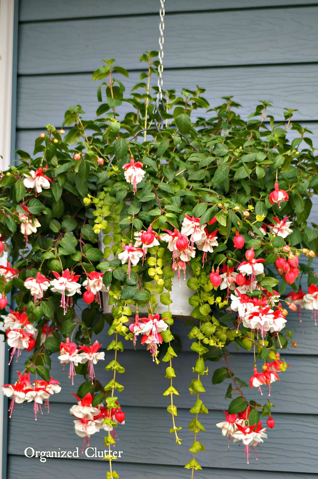 Fuchsias, Creeping Jenny & Galvanized Pail Planters Organized Clutter