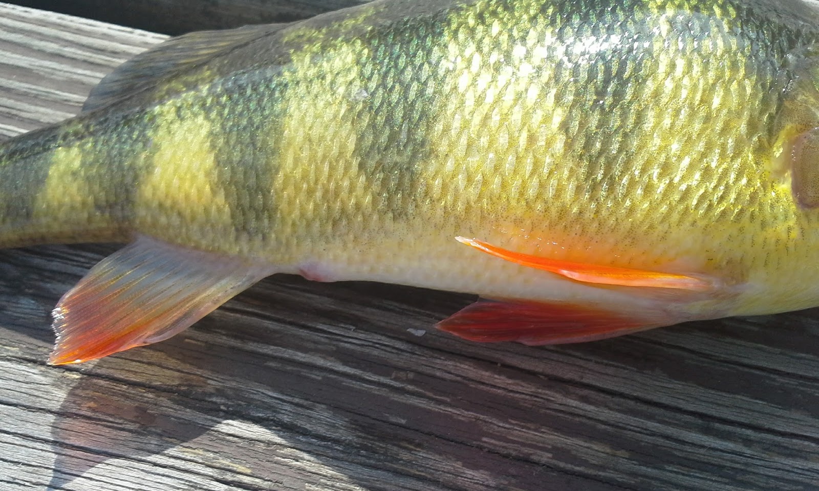 The Show Me Fly Guy Yellow Perch in Missouri?