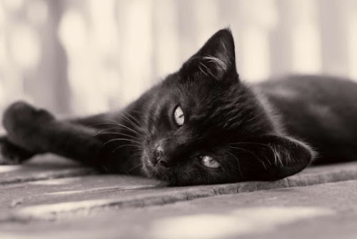 8 Myths about Black Cats in Some Countries in the World 8 Myths about Black Cats in Some Countries in the World