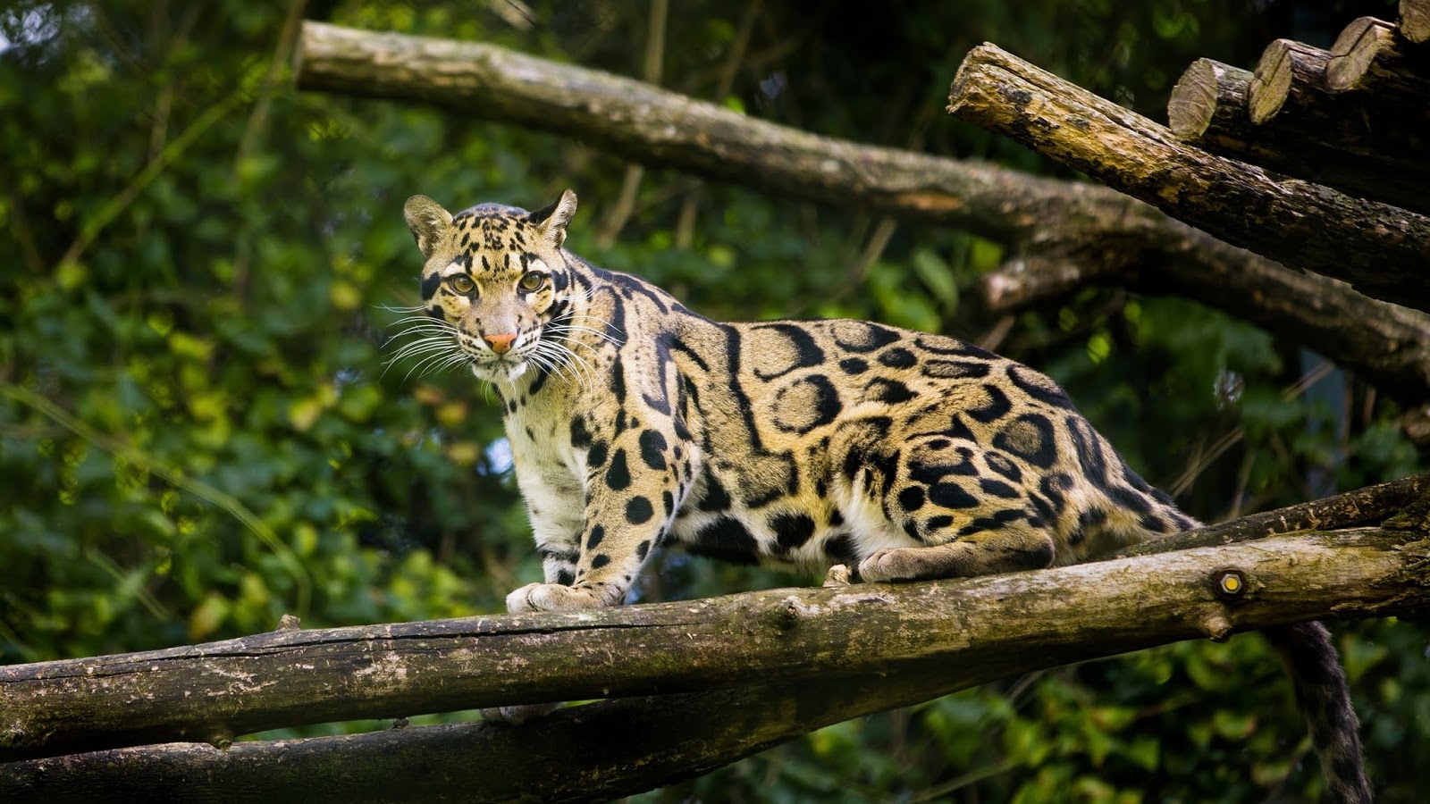 Nepal Is Awesome Movement: Top 5 Rarest animals in Nepal