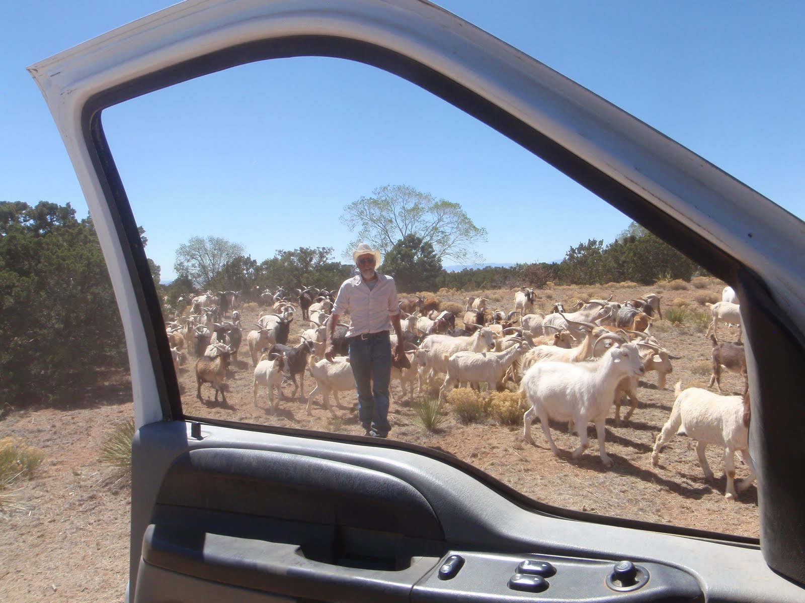Horned Locust Goatscaping Goat Therapy