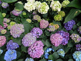 Allan Gardens Conservatory Easter Flower Show pink blue hydrangeas by garden muses: a Toronto gardening blog
