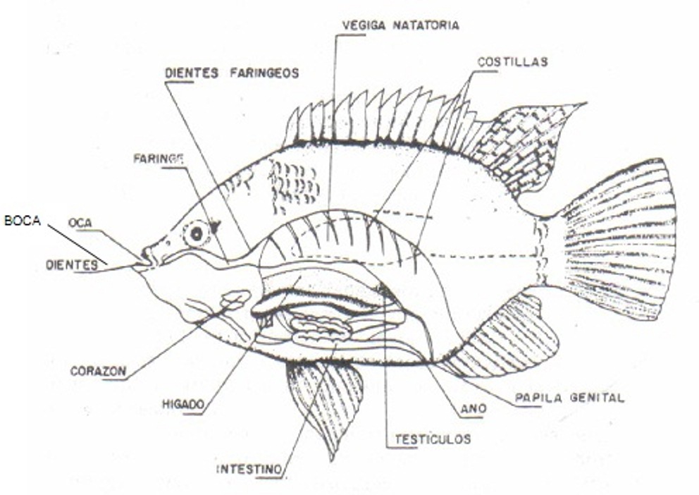 Crianza de Tilapias La Esperanza Anatomia