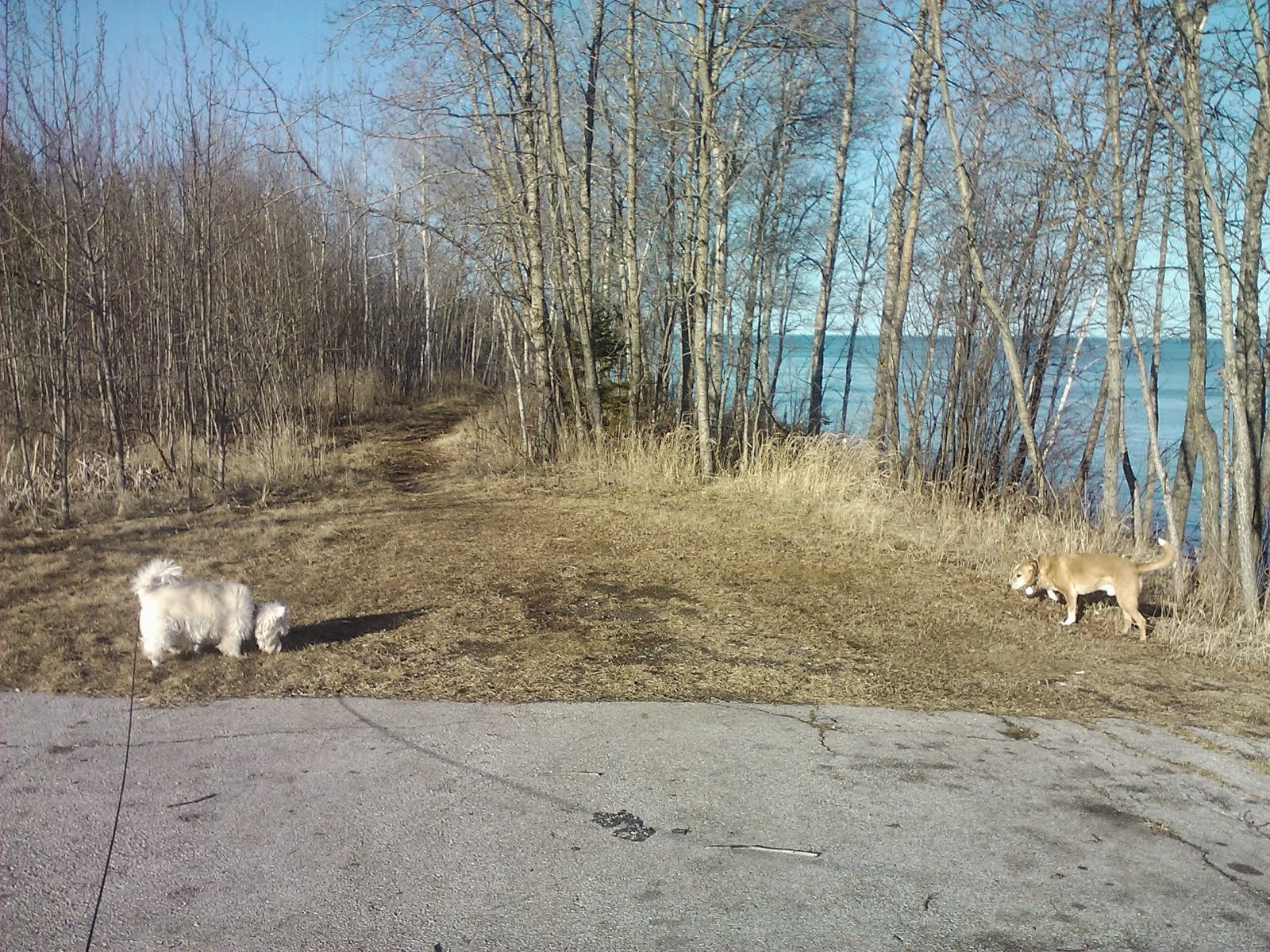 Louie and Moosie visiting North Shore