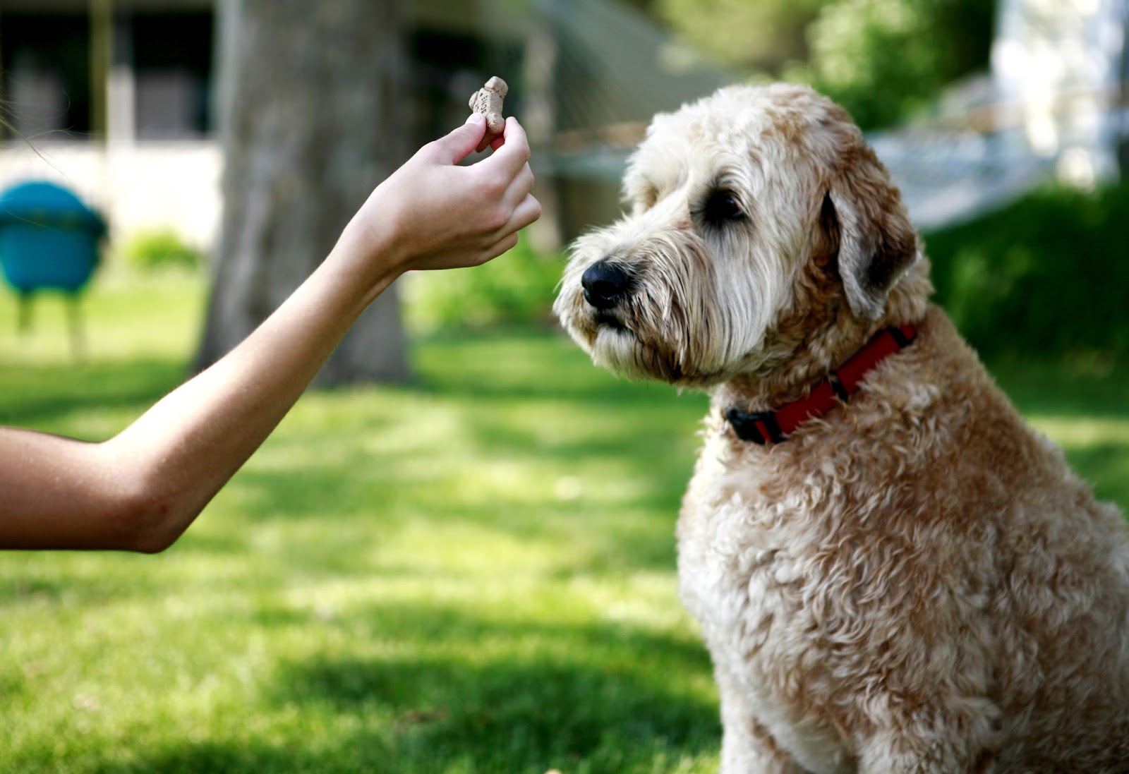 How to Instruct FoodMotivated Dogs Pets Lover Blog