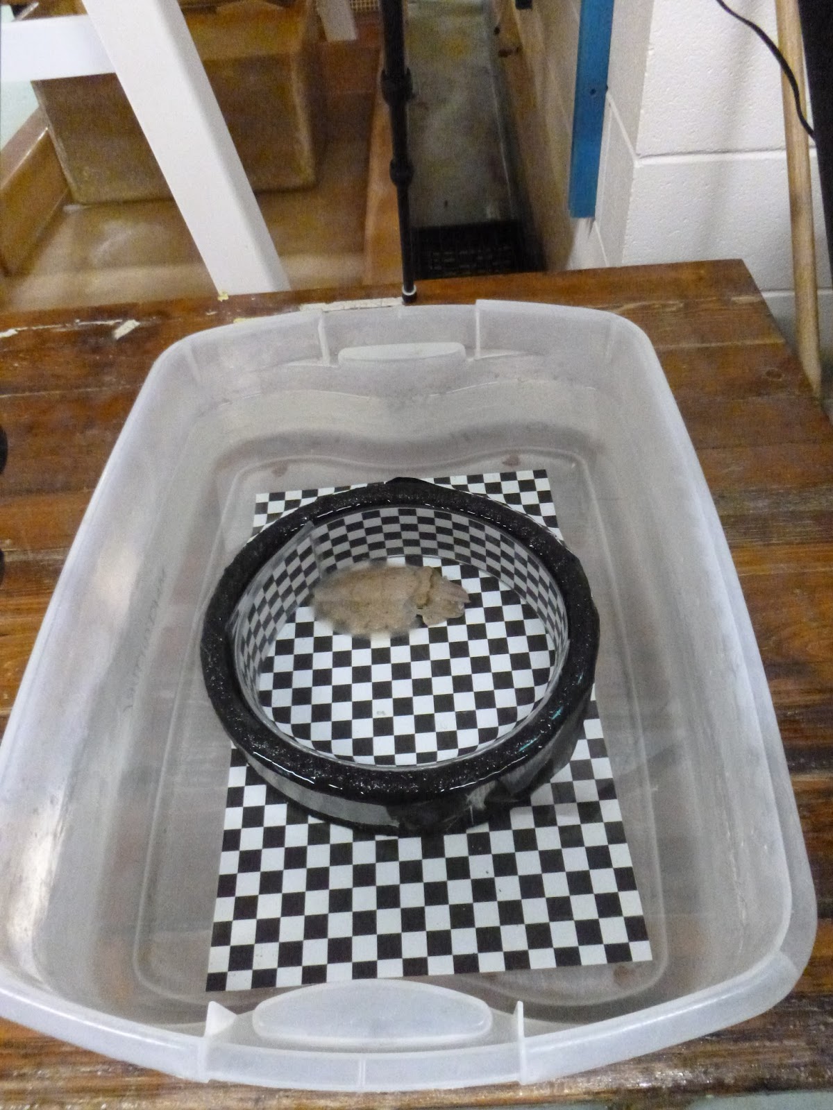 An Ocean Lover in Maine Disneyland for Marine Biologists (MBL's Marine