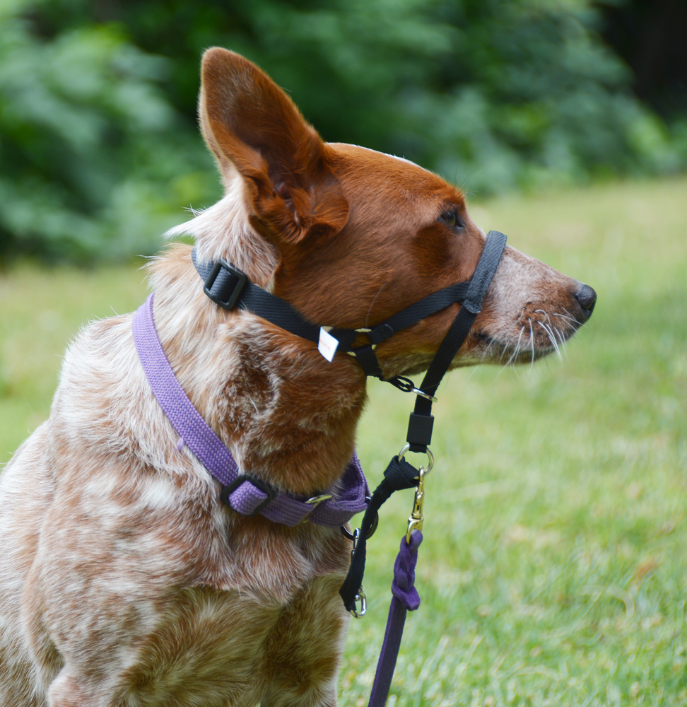 Introducing The Head Collar Paus-N-Train Agility Obedience Dog Training ...