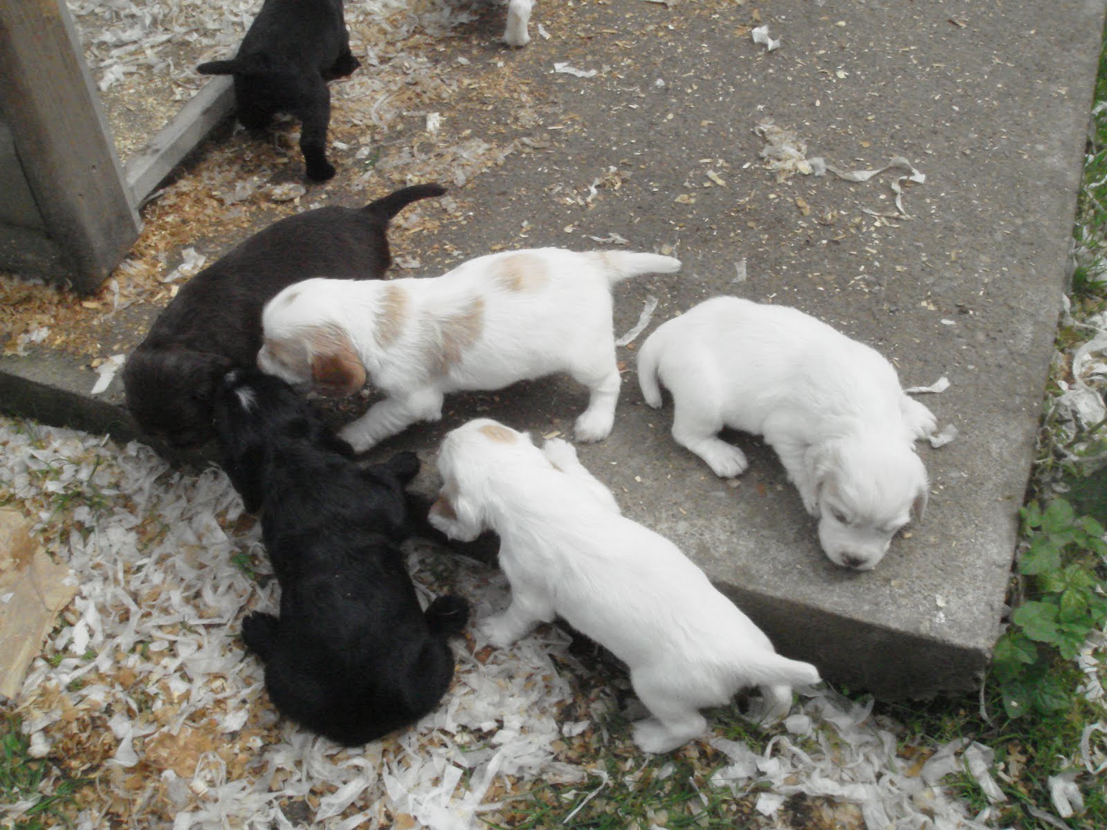 Cuckavalda Gundogs North Yorkshire Cocker Spaniel Puppies