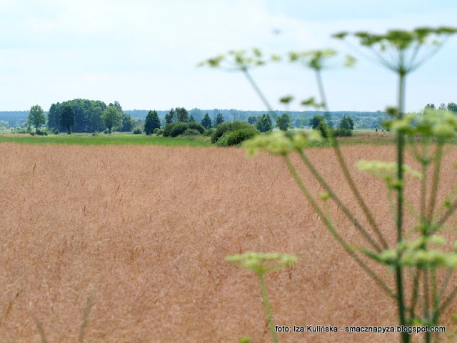 podlaski-krajobraz podlasie, pejzaz, widoczki, laka, pole, kraina szczesliwosci, obrazek, krajobraz, weekend