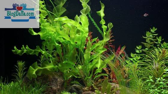 Aponogeton Ulvanecus Tanaman aquascape Aponogeton Ulvanecus