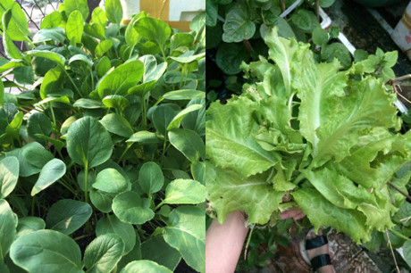 “Hut hon” vuon rau sach tren san thuong cua me tre 1 con - Anh 11