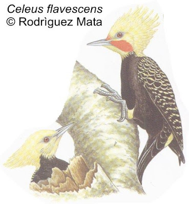 Blond crested Woodpecker