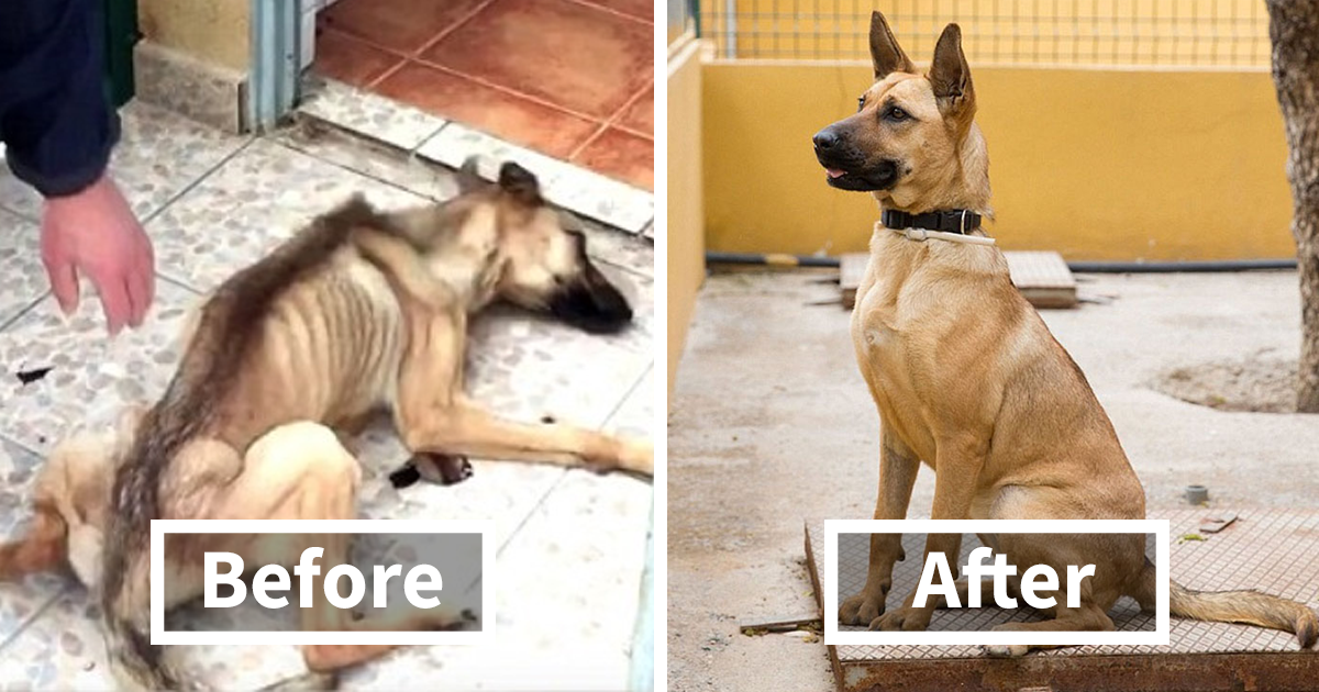 30 Heartwarming Before And After Pictures Of Dogs That Were Rescued And Finally Cared For