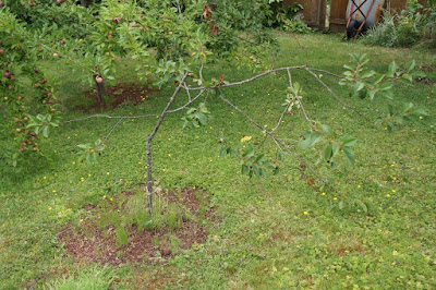 Broken sour cherry tree.