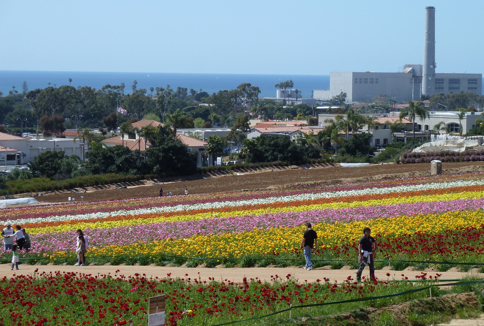 Observations Carlsbad Flower Fields
