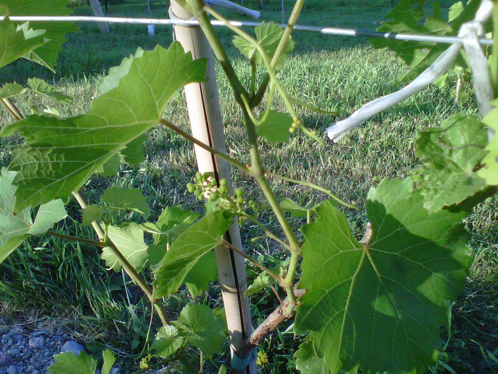 Northern Grapes marquette