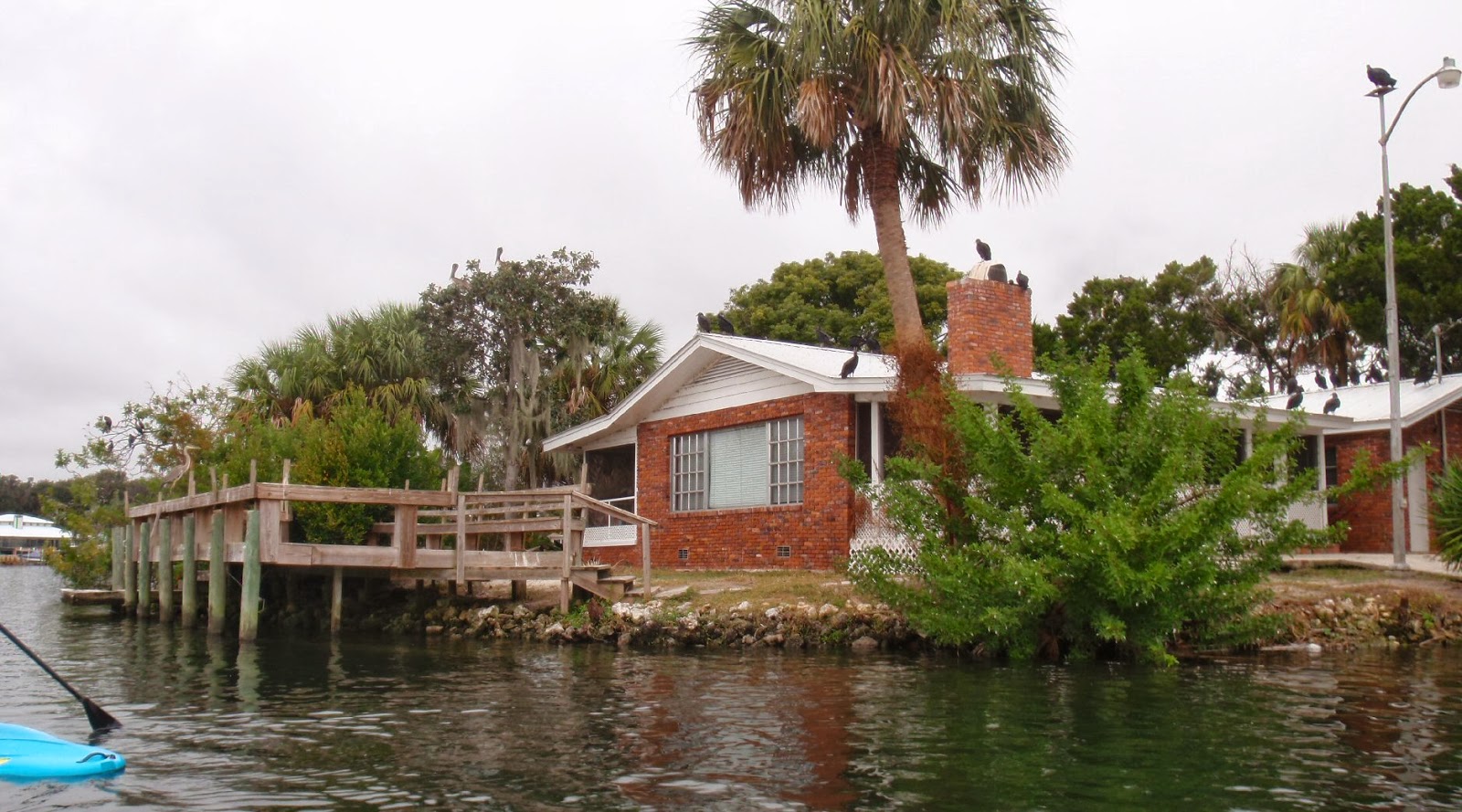 PenobscotPaddles Updates from King's Bay, Crystal River, Florida