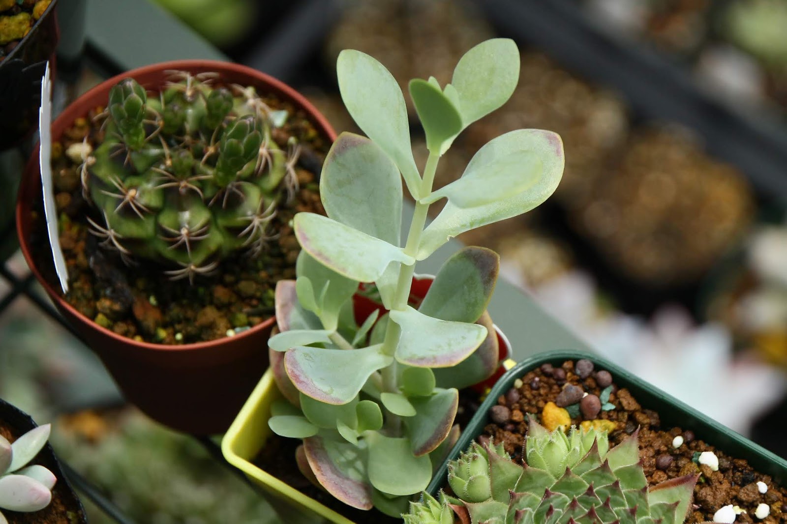 たにくのたのしいく １００均で徒長苗購入など