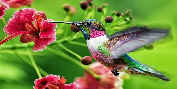 Bonniemclain Beberapa Jenis Burung Kolibri Burung Madu Si Kecil