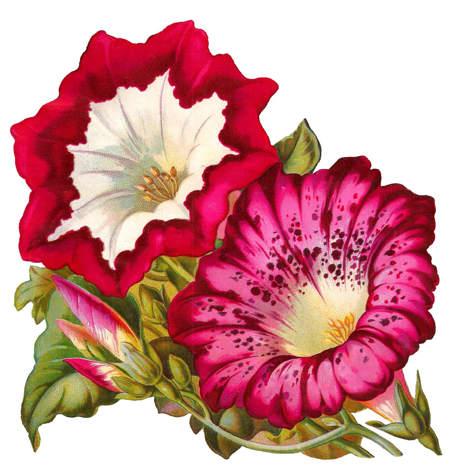 Antique Images Antique Stock Flower Artwork Morning Glory Illustration