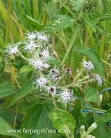 Chromolaena odorata