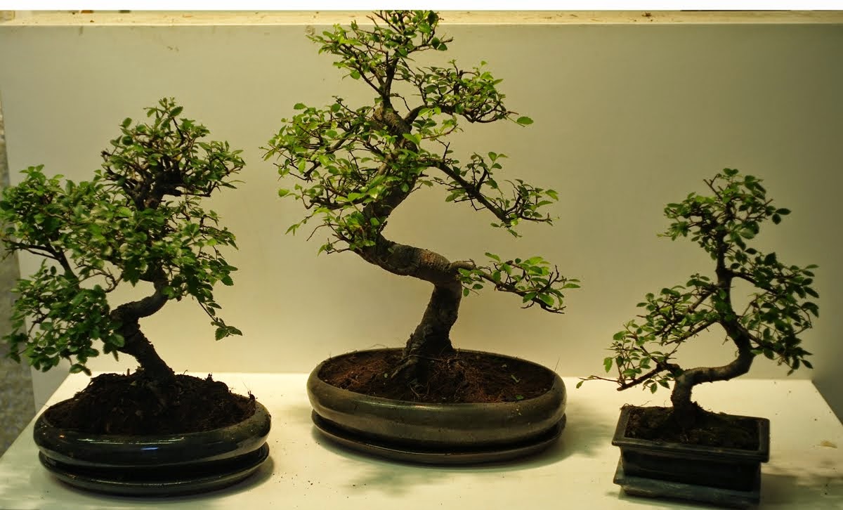 Chinese Elm - Ulmus Parvifolia