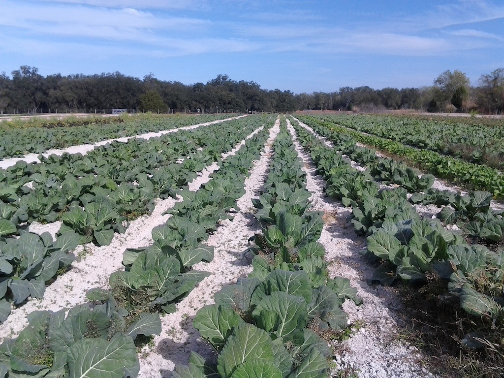 Beasley Farm of Brooksville 2012