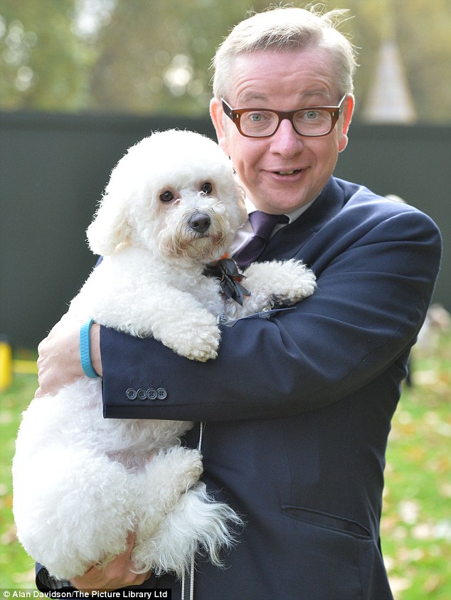 Battersea Dogs Home Bichon Battersea Dogs Home Bichon