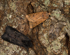 Two Lunar Underwings, Omphaloscelis lunosa, and one Black Rustic, Aporophyla nigra.  Noctuids.   In my garden actinic light trap in Hayes on 16 September 2012.