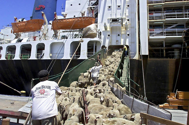 saudi livestock transport & trading co