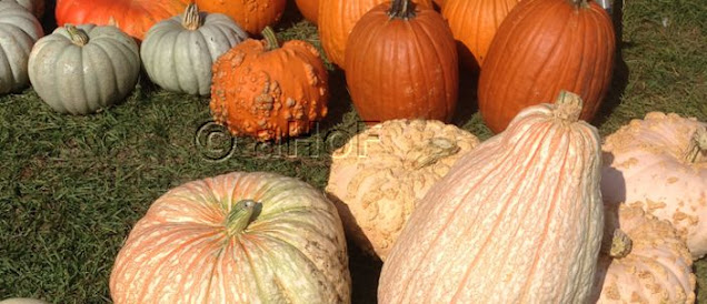 squash, pumpkin, varieties, Farmer's Market