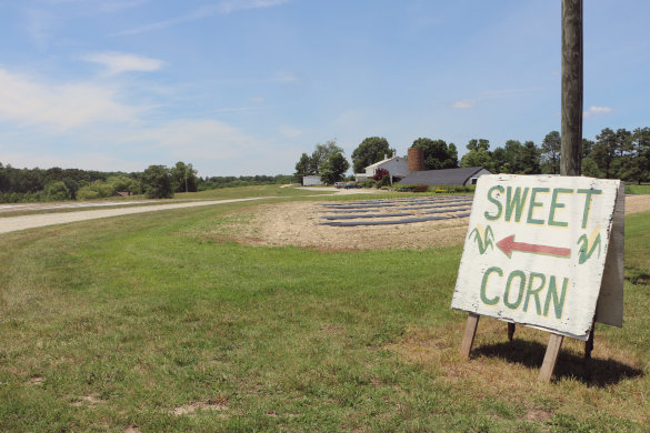 fresh sweet corn stands near me fresh sweet corn stands near me
