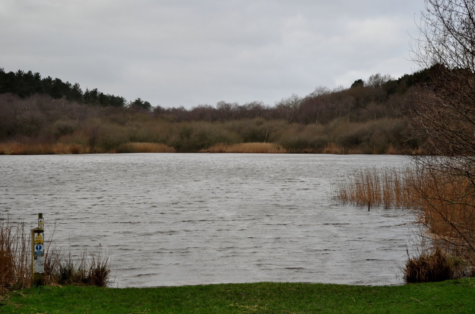 Download this Lake After Walk Around Delamere Forest Hoping See Some Wildlife picture