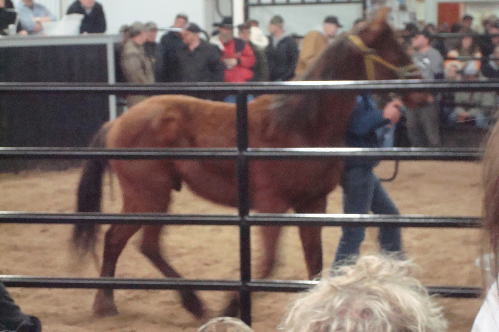 North Horse Auction Fever & Ten Dollar Horses Nolan Auction Report