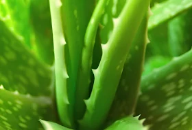 aloevera gel for burning scars