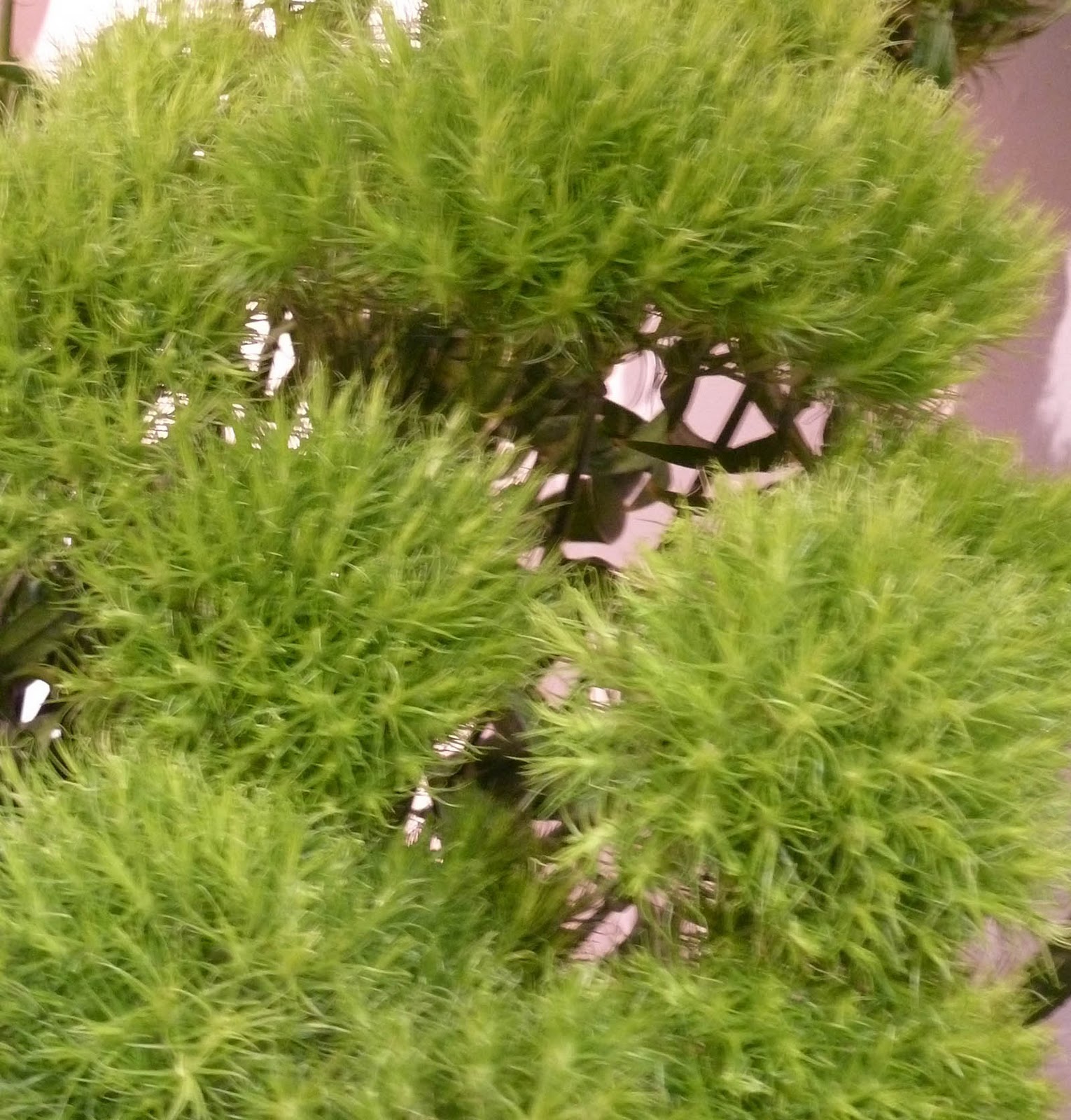 greenjottings A genuine green carnation