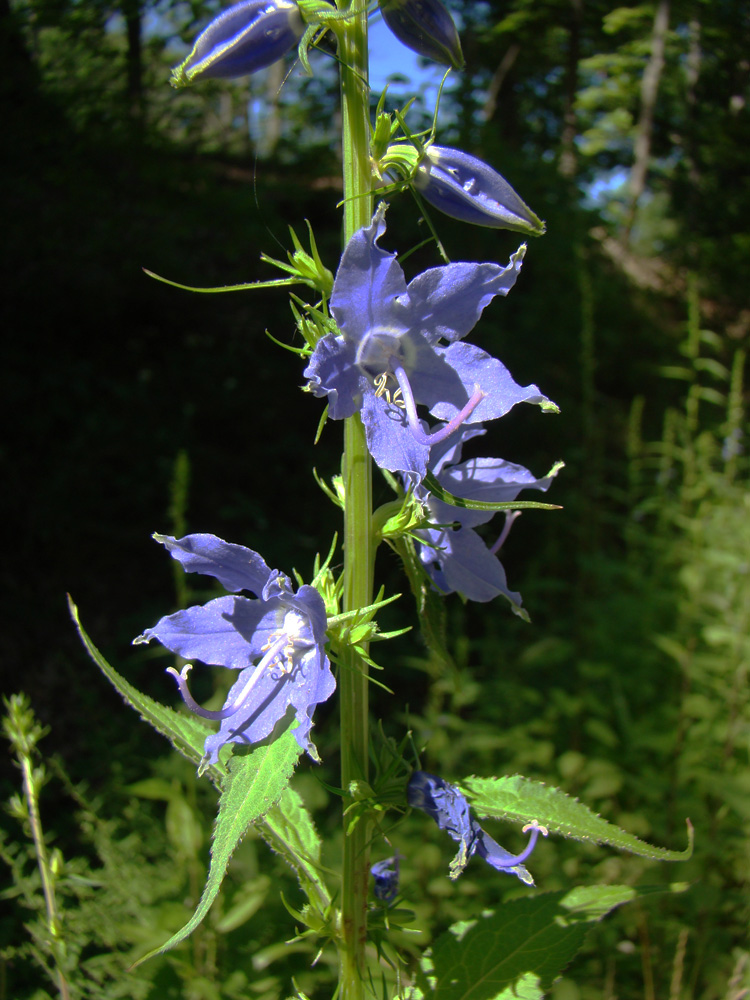 Rurification Robin Edmundson Tall Bellflower