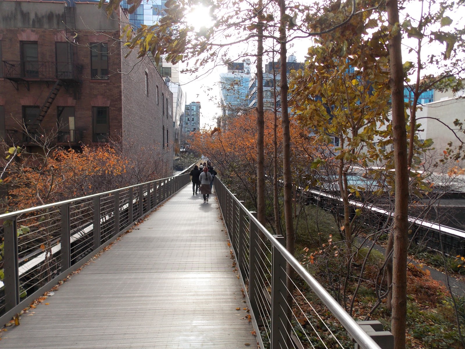 CHINAR SHADE HIGH LINE WALKWAY IN WEST MANHATTAN NEW YORK