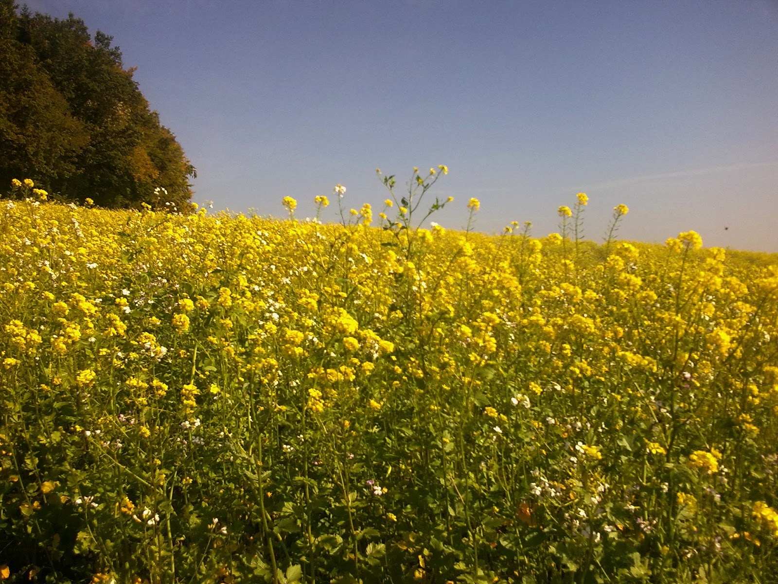 Unsere Geburtstagskinder Vergessen Wir Nicht Startseite