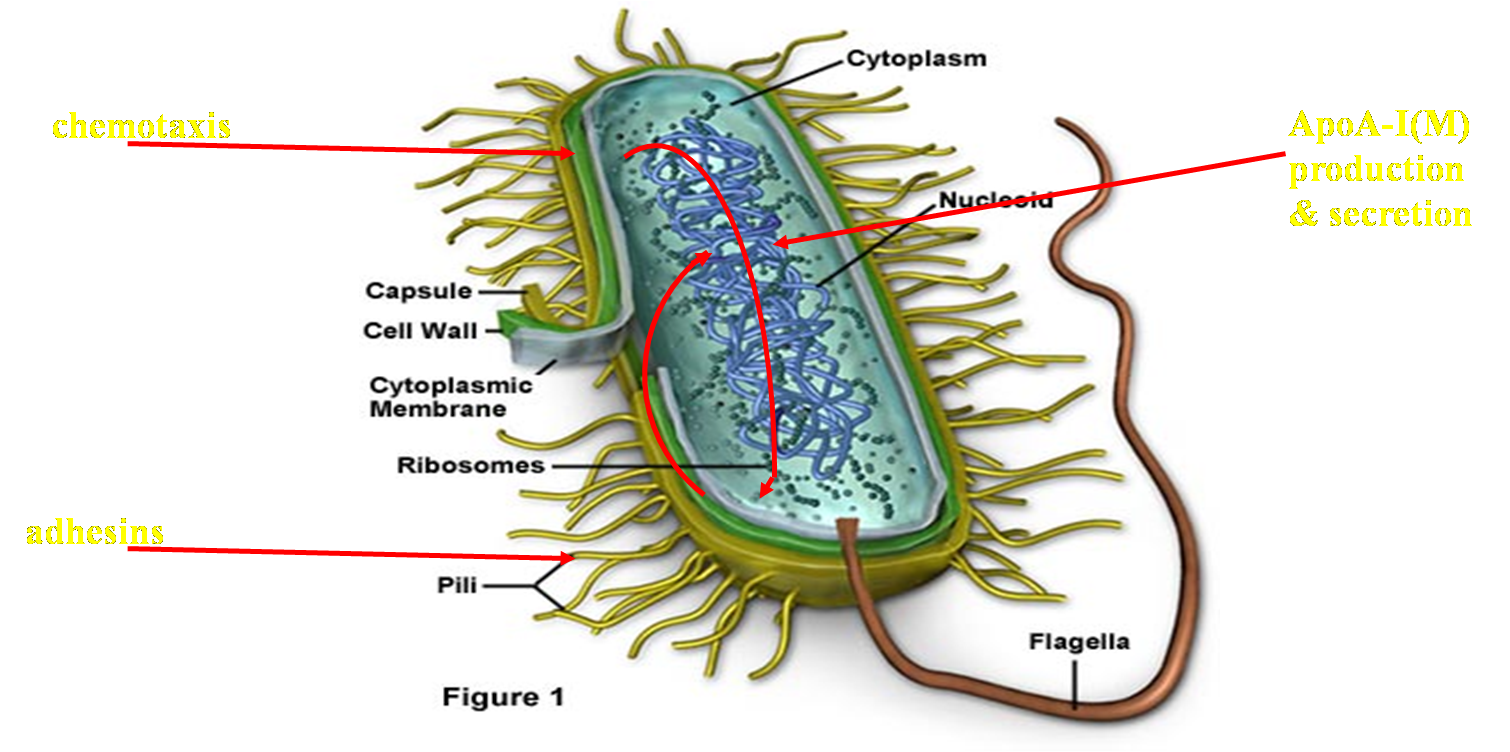 Имеет клеточную стенку из муреина. Микоплазма строение клетки. Микоплазмы строение микробиология. Структура клетки микоплазмы. Микоплазма строение.